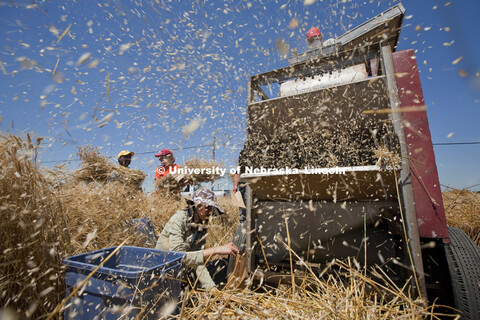 Chaff flies out the end of the thresher as Somrudee Onto collects grain samples at the base of the m