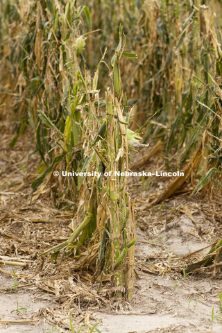 Storm damaged crops northwest of Kearney, NE, July, 2010. Agriculture photo shoot in  Nebraska. 