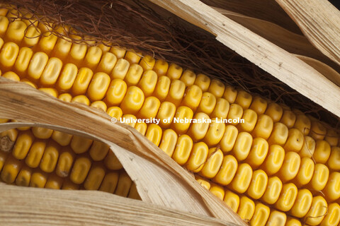 Corn ear for Agriculture Photo Project. 