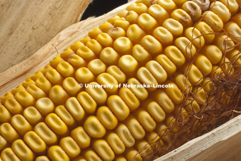 Corn ear for Agriculture Photo Project. 
