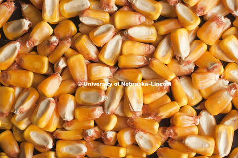 Corn ear for Agriculture Photo Project. 