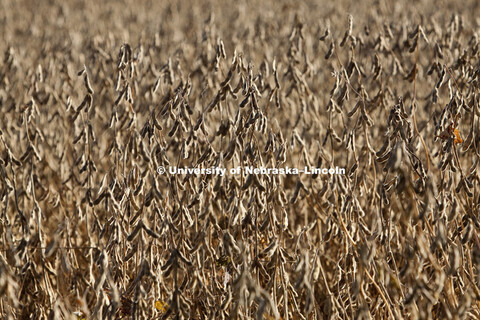 Harvest on October, 4, 2010, east of Lincoln in Lancaster and Saunders counties. 