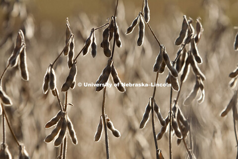 Harvest on October, 4, 2010, east of Lincoln in Lancaster and Saunders counties. 