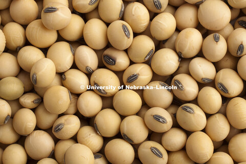 Soybeans photographed in studio. 