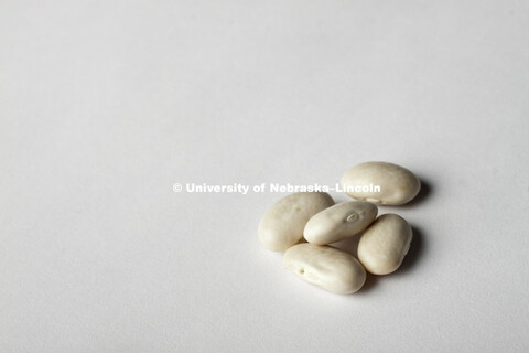 Great Northern Beans photographed in studio. 110726, 