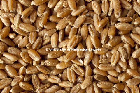 Studio photography of wheat kernels, 120217, 