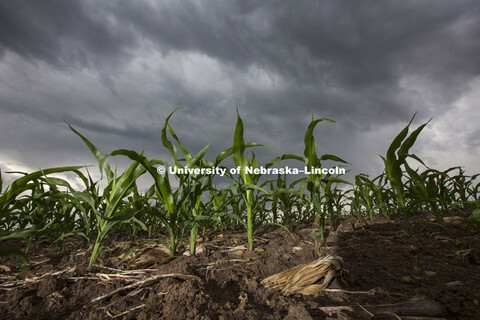 Young corn plants in southeast Lancaster County stretch up to a stormy sky, May 30, 2012. 