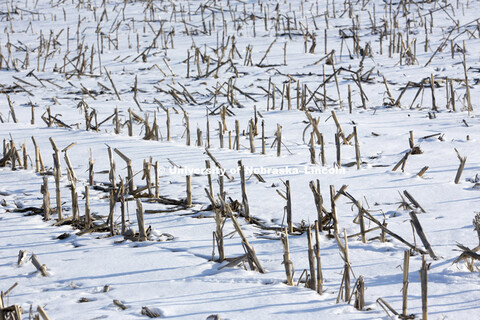Snow blankets the ground as corn stalks poke through in southern Lancaster County. Saturday, Februar