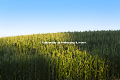 Corn field northeast of Adams, NE.  July 15, 2015. 