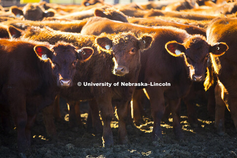 Calves are weaned from the herd Tuesday at the ARDC near Meade, NE. The herd are Red Angus called Hu