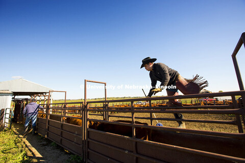 Calves are weaned from the herd Tuesday at the ARDC near Meade, NE. The herd are Red Angus called Hu