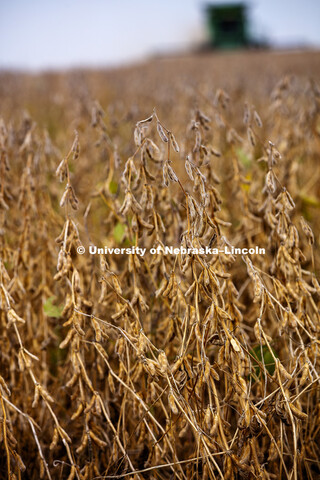 Soybean harvest by the Spohn Farms combine crew near Friend, NE. October 3, 2016. 