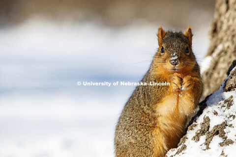 Snow, squirrels and banners on city campus. January 5, 2017. 