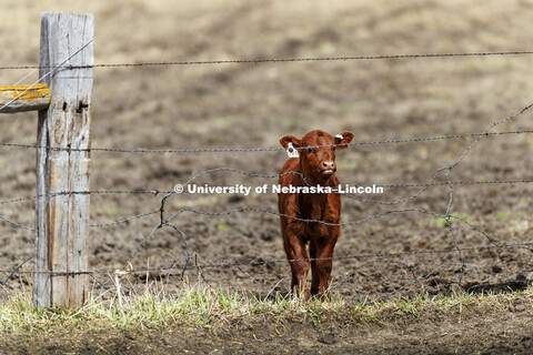 Cattle at Agricultural Research and Development Center in Mead, NE. April 7, 2017. 