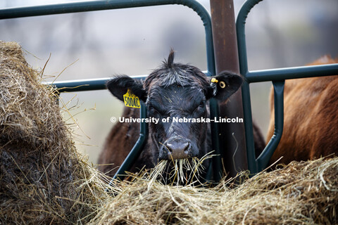 Cattle at Agricultural Research and Development Center in Mead, NE. April 7, 2017. 