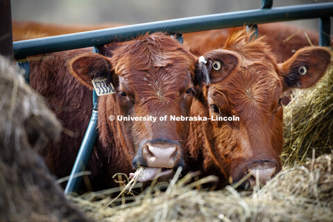 Cattle at Agricultural Research and Development Center in Mead, NE. April 7, 2017. 