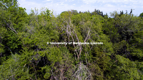 Many of the eighty-year-old shelterbelts are dying out as their trees near the end of their life cyc