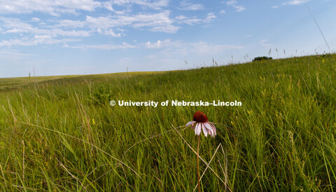 Spring Creek Audubon Center southwest of Lincoln, Nebraska. June 22, 2017. 