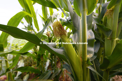 Phenotyping equipment at the University of Nebraska Eastern Nebraska Research and Extension Center (