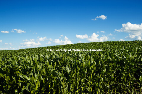 Cornfield in southeast Lancaster County. June 24, 2018. 