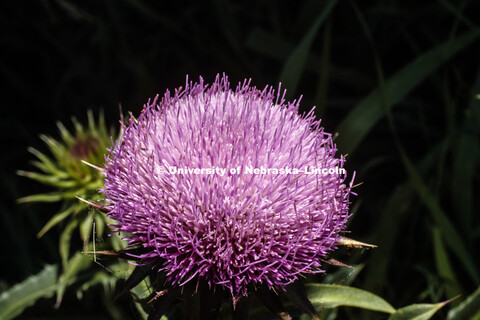 Milk Thistle in southeast Lancaster County. June 24, 2018. 