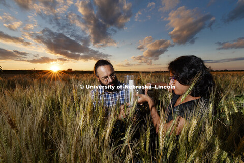 Harkamal Walia and Jaspreet Kaur Sandhu, a graduate research assistant, measure the carbon being exp