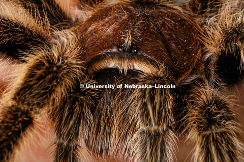 Close up of Arachnid researcher Eileen Hebets, Professor School of Biological Sciences, Tarantula. S