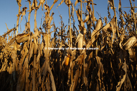 Corn field southeast corner of Lancaster County. September 23, 2018. 