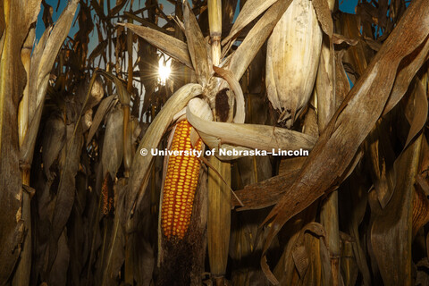 Corn field southeast corner of Lancaster County. September 23, 2018. 
