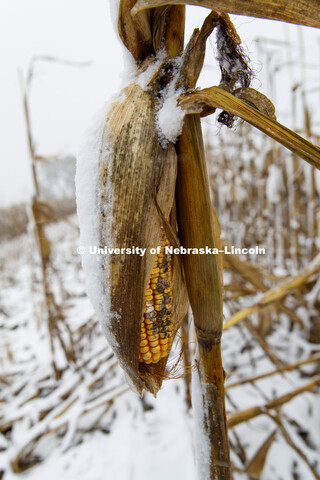 Four inches of snow from an early storm covers a corn field awaiting harvest in southeast Lancaster 