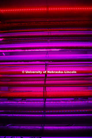 Tubes of algae in the Biochemistry labs in Beadle Hall. December 3, 2018. 