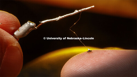 Joe Louis, assistant professor of Entomology, is testing the resistance of aphids to various varieti