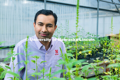 Amit Jhala (pictured in a greenhouse), Associate Professor and Extension weed management specialist 