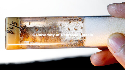 Pictured; Fruit fly sample. Kristi Montooth, left, and Omera Matoo examine fruit flies in the lab. T