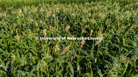 David Holding, Associate Professor of Agronomy and Horticulture, and his team is pollenating popcorn