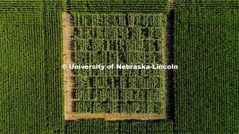 David Holding, Associate Professor of Agronomy and Horticulture, and his team is pollenating popcorn