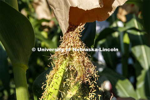 David Holding, Associate Professor of Agronomy and Horticulture, and his team is pollenating popcorn