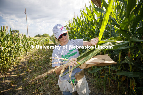 Leandra Parsons, PhD student from Oakley, KS, bags the tassels of the popcorn hybrid she is research