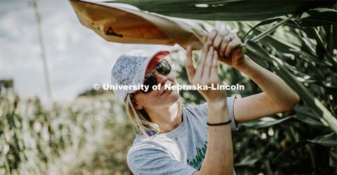 Leandra Parsons, PhD student from Oakley, KS, bags the tassels of the popcorn hybrid she is research