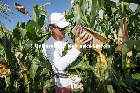 David Holding, Associate Professor of Agronomy and Horticulture, and his team is pollenating popcorn