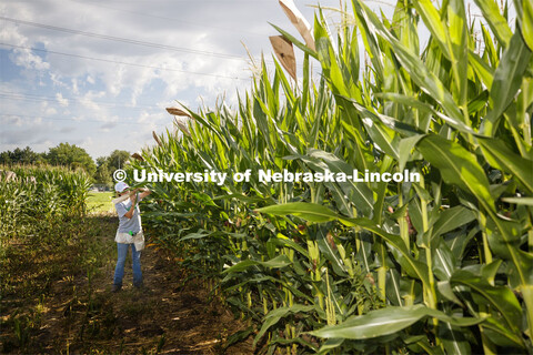 Leandra Parsons, PhD student from Oakley, KS, bags the tassels of the popcorn hybrid she is research