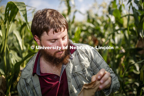 Preston Hurst, PhD student in agronomy and horticulture from Decatur, Alabama, bags the tassels of t