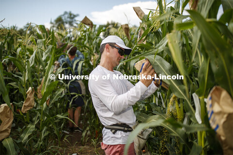 David Holding, Associate Professor of Agronomy and Horticulture, and his team is pollenating popcorn