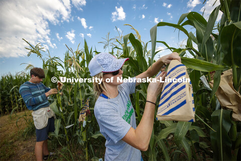 Leandra Parsons, PhD student from Oakley, KS, bags the tassels of the popcorn hybrid she is research