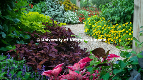 Backyard Farmer garden on UNL’s East Campus. August 7, 2019. 