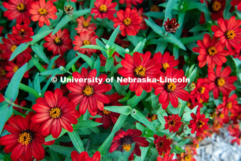 Backyard Farmer garden on UNL’s East Campus. August 7, 2019. 