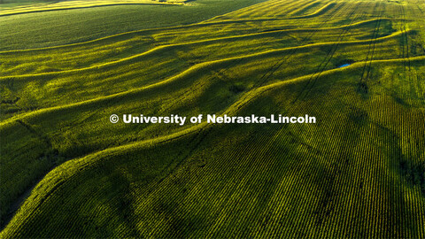 Aerial view of corn field south of Bennet, NE. August 13, 2019. 