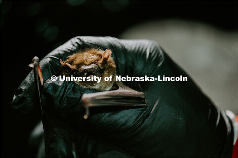 Nebraska graduate student Christopher Fill is studying the patterns of bats living at Homestead Nati