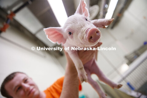 Clayton Thomas, freshman in Animal Science from Bloomington, IL, holds a baby pig. Students in ASCI 