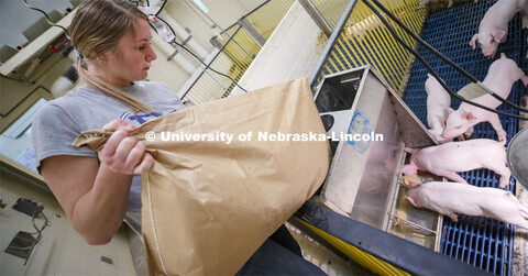 Rylee Kohmetscher, freshman in Animal Science, carries a feed sack for piglets in the Animal Science